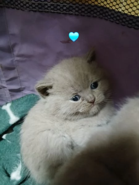 Cuccioli british shortair 
