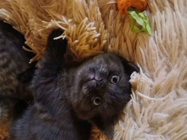 Cuccioli scottish straight | Foto 0