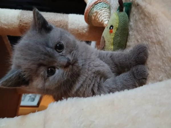 Cuccioli scottish straight | Foto 2