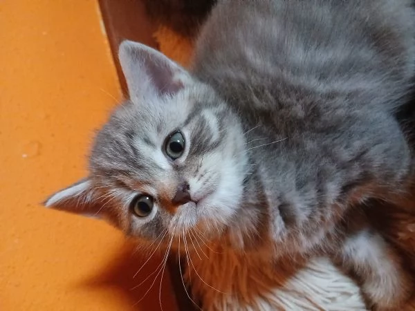 Cuccioli scottish straight | Foto 1