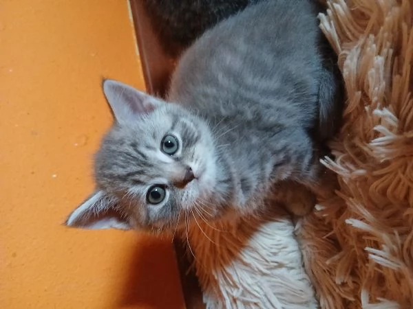 Cuccioli scottish straight | Foto 0