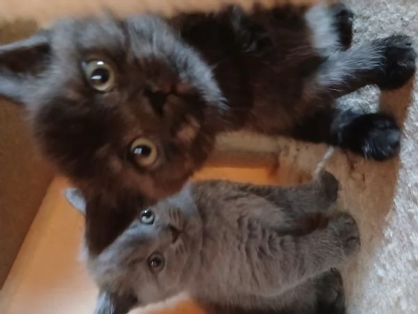 Cuccioli scottish straight