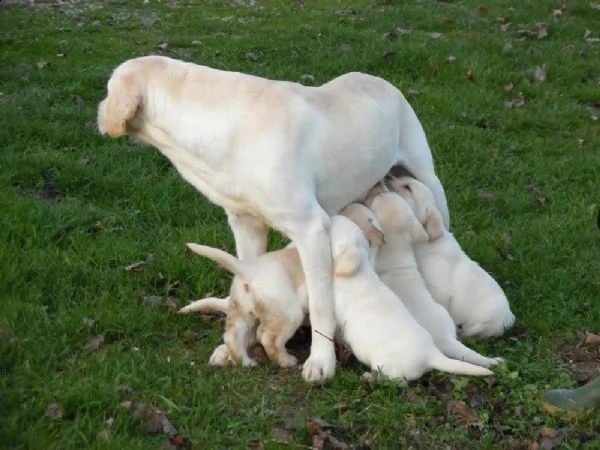 cucciolo labrador con pedigree  allevamento labrador expo