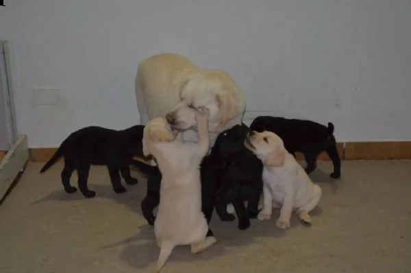cucciolo labrador con pedigree  allevamento labrador expo | Foto 3