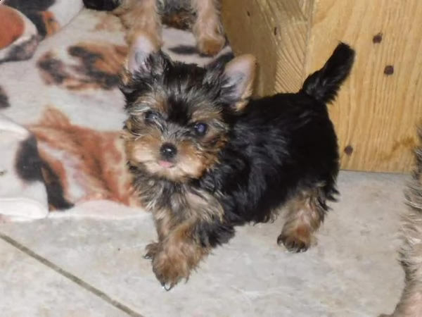 cuccioli yorkshire terrier  pedigree