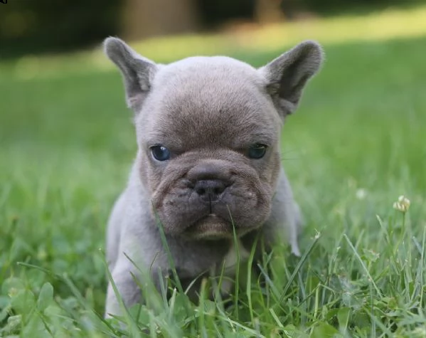 vendita cuccioli bulldog francese | Foto 0