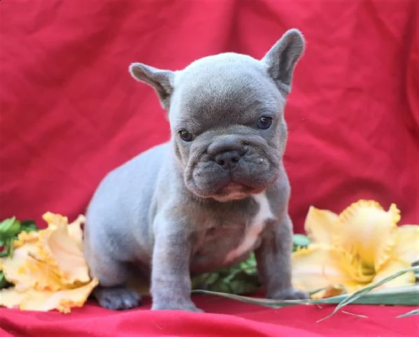 vendita cuccioli bulldog francese