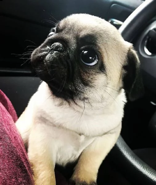 regalo cuccioli di carlino toy mini