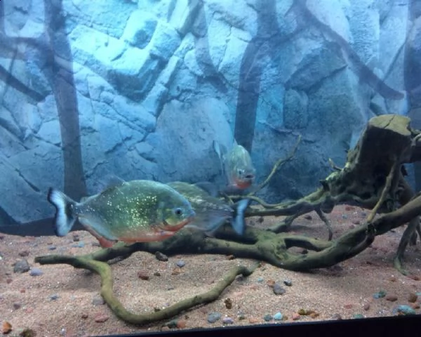 piranha natteteri