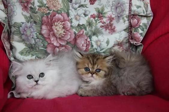 gattini persiani