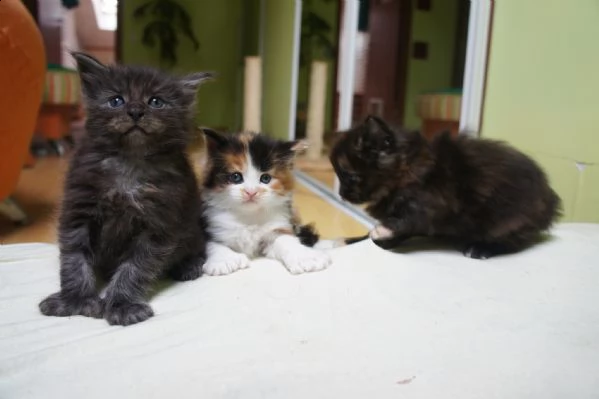 cucciolid di gattini persiani