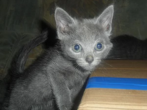 gattini blu di russia | Foto 1