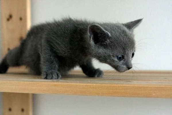 fantastica cucciolata di gattini blu russi | Foto 0
