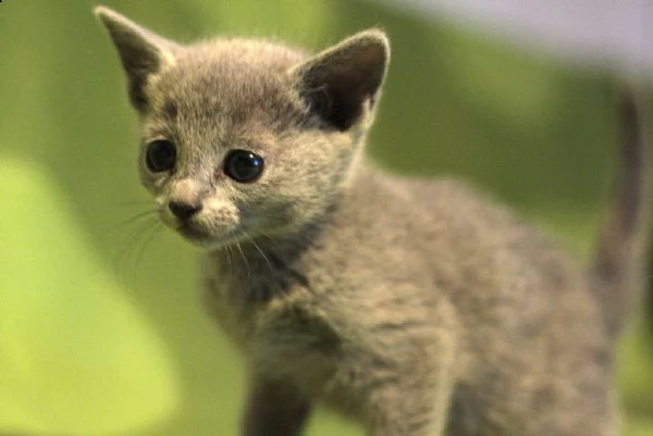 cuccioli blu di russia | Foto 2