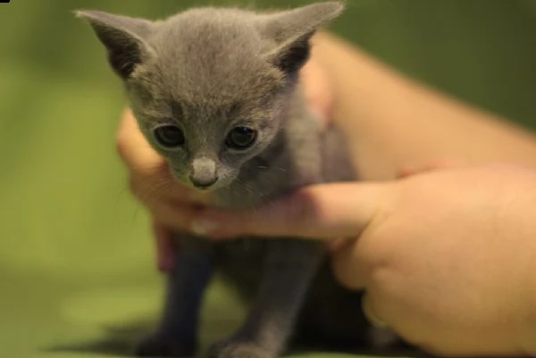 cuccioli blu di russia