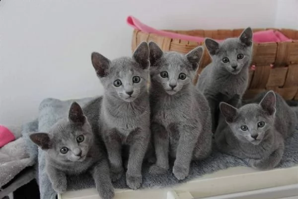 4 cuccioli blu di russia