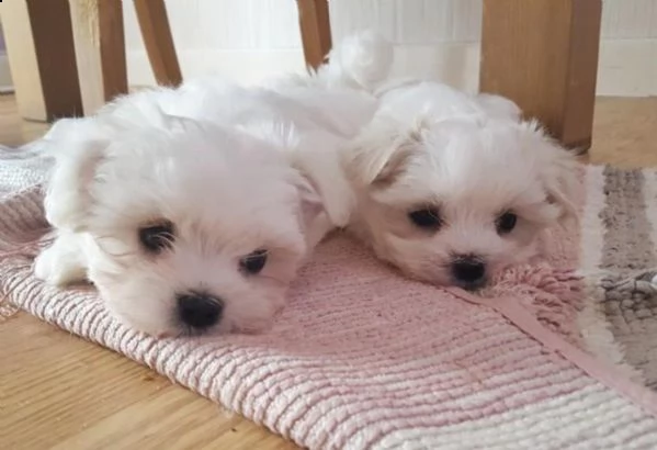 meravigliosi cuccioli di maltese