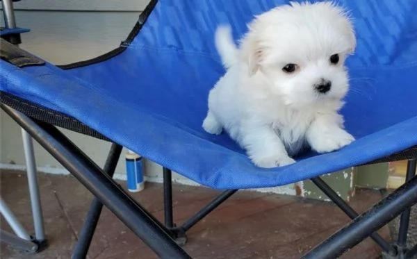 vendita splendida cuccioli maltese