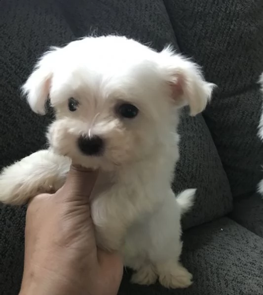 regalo cuccioli di maltesi mini toy 