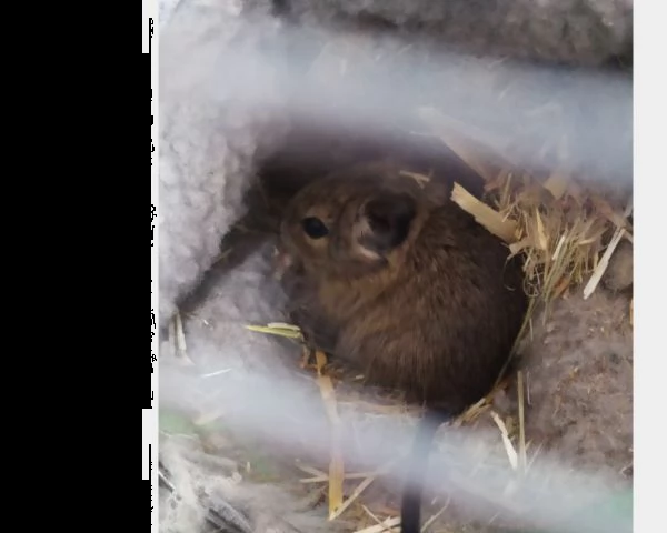 degu del cile