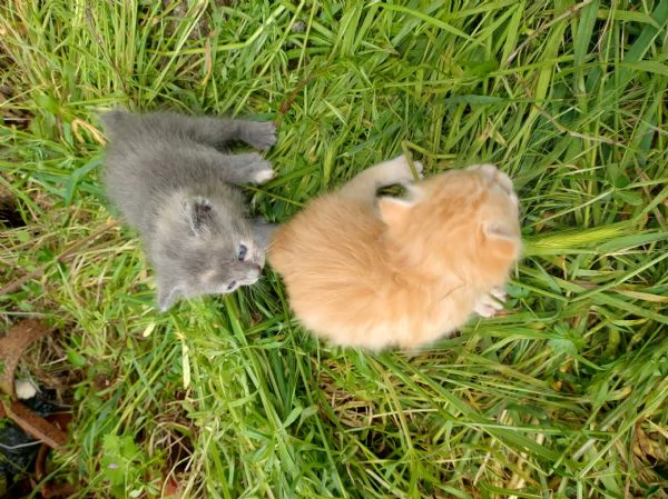 Gattino rosso o grigio  | Foto 1