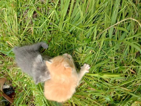 Gattino rosso o grigio  | Foto 0