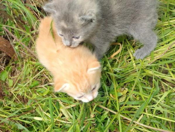 Gattino rosso o grigio 