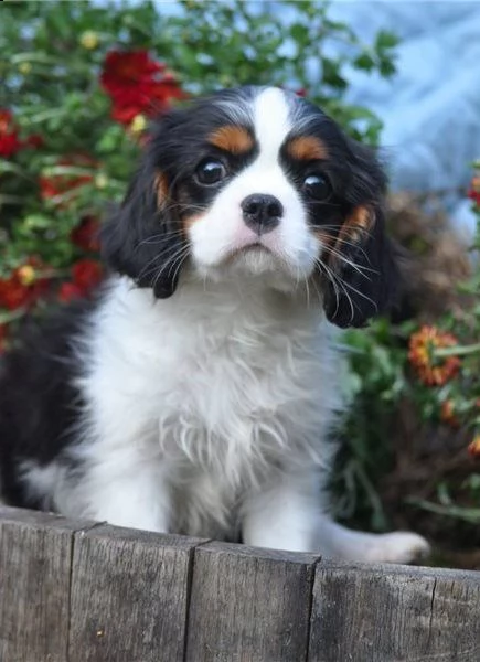 cavalier king charles con pedigree e vaccini