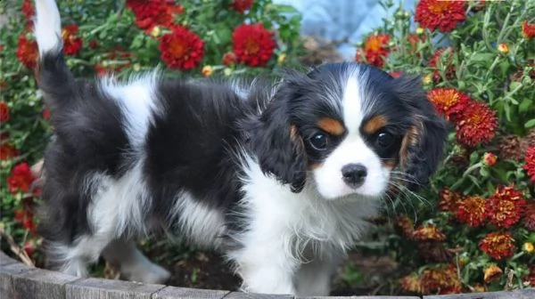 cavalier king charles con pedigree e vaccini | Foto 1