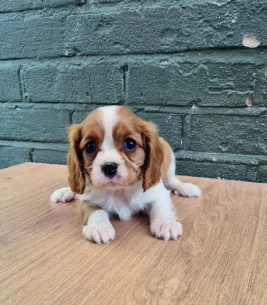 cavalier king charles con pedigree e vaccini | Foto 0