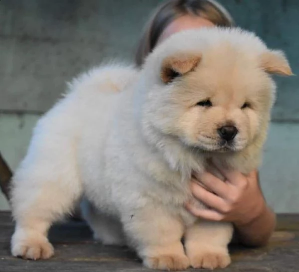 chow chow bellissimi cuccioli cresciuti in famiglia