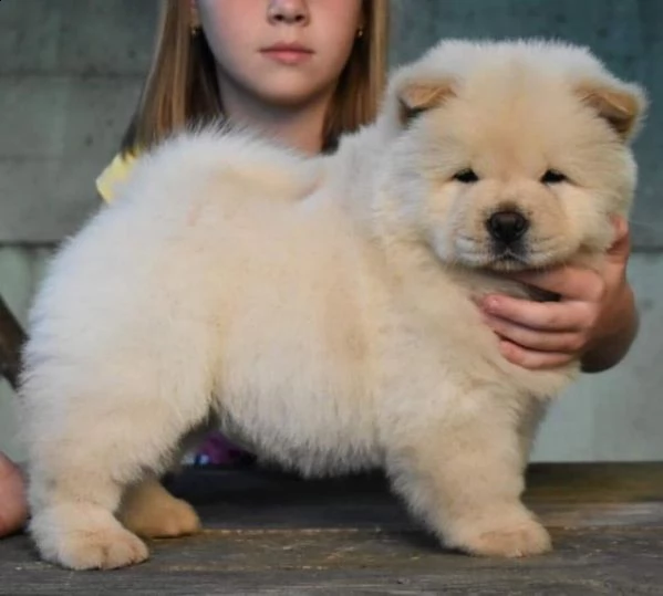 chow chow bellissimi cuccioli cresciuti in famiglia | Foto 0