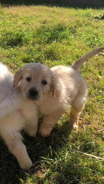 cuccioli di golden retriever | Foto 2