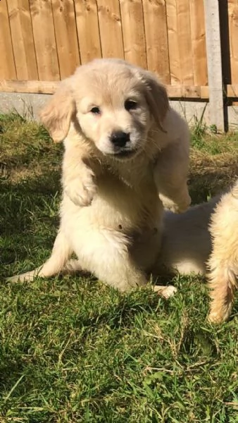 cuccioli di golden retriever | Foto 1