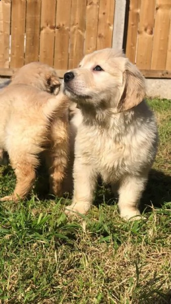 cuccioli di golden retriever | Foto 0