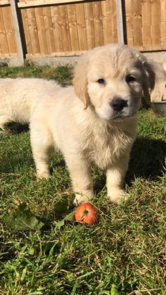 cuccioli di golden retriever