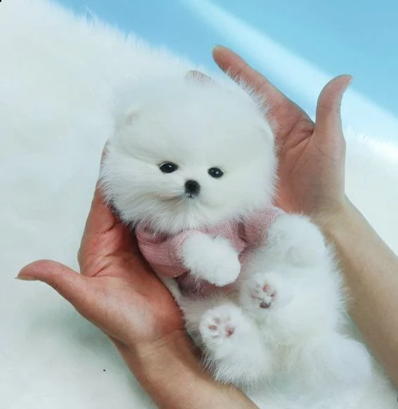 spitz volpino pomerania toy