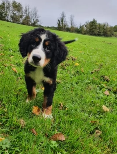 bovaro del bernese con pedigree | Foto 0
