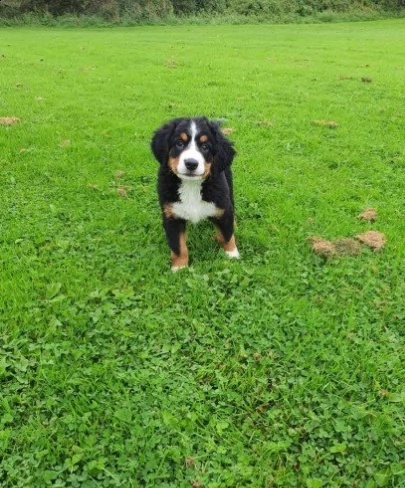 bovaro del bernese con pedigree