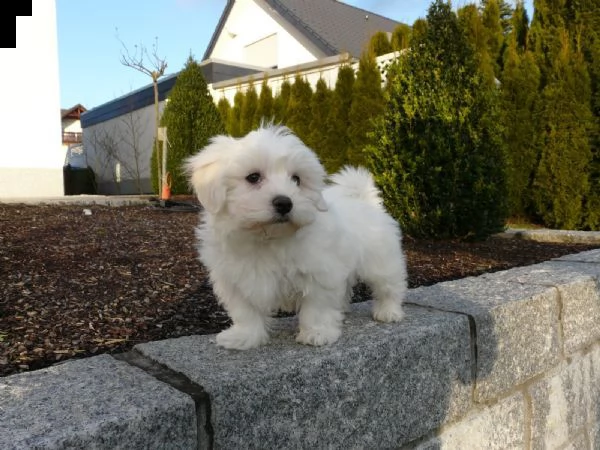 bellissimi cuccioli di maltese maschio e femmina