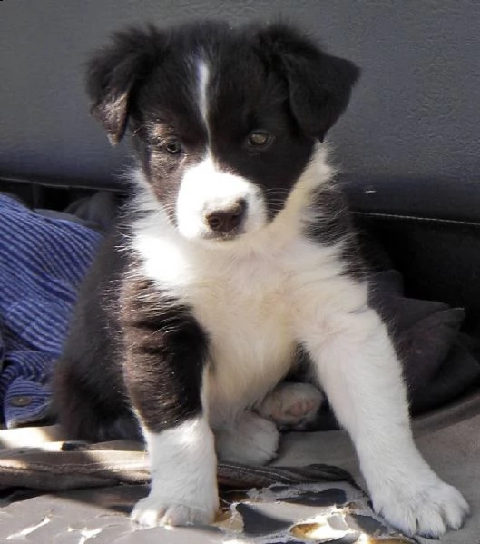 cuccioli di border collie di raza pura disponibili