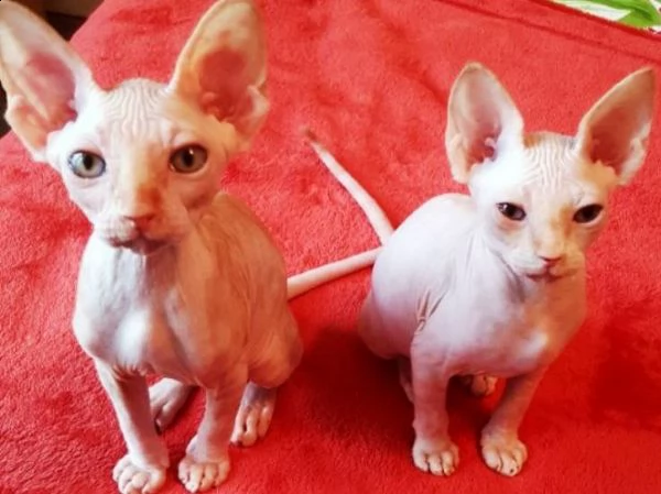 maschi e femmine di sphynx  | Foto 0