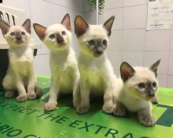 disponibili cuccioli di siamese