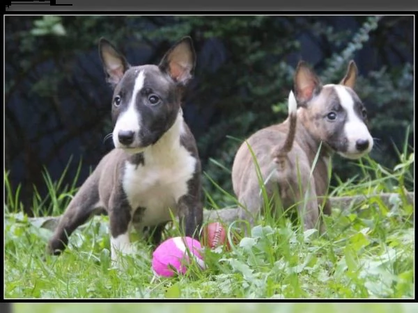 cuccioli di miniature bullterrier | Foto 0