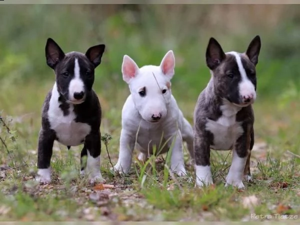 cuccioli di miniature bullterrier