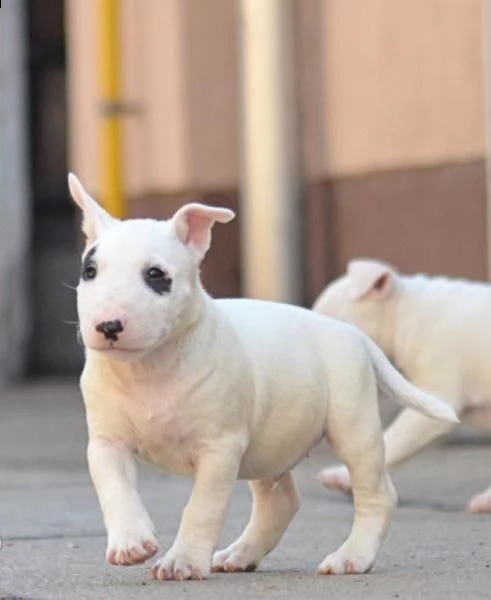 vendita cuccioli miniature bull terrier  | Foto 3