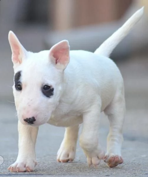 vendita cuccioli miniature bull terrier  | Foto 2