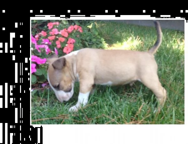 vendita cuccioli miniature bull terrier 
