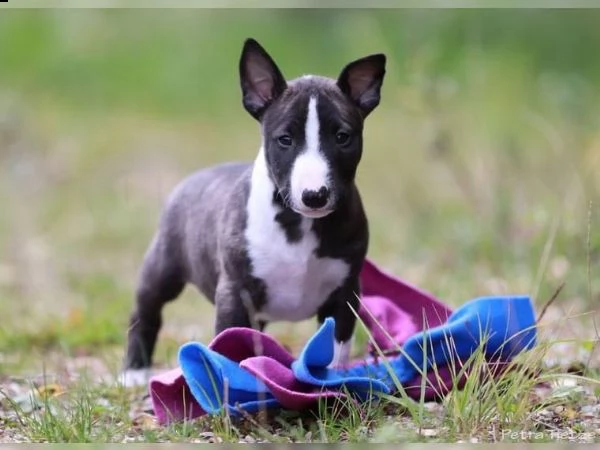 vendita cuccioli miniature bull terrier  | Foto 1