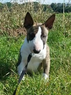 vendita cuccioli miniature bull terrier  | Foto 0